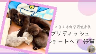 【かわいい子猫】販売予定の仔猫ちゃんをご紹介🐾【ブリティッシュショートヘア】