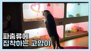 고양이와 파충류를 함께 키우면 생기는일? [집돌이]