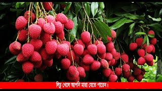 আপনি কি জানেন গ্রীষ্মকালীন জনপ্রিয় ফল লিচু খেলে আপনি মারা যেতে পারেন