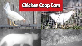 Chicken Coop Cam Part 2 of 4: Victure HC300 Trail Camera July 7-24, 2024