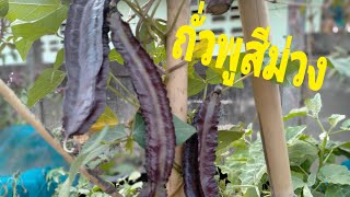 ถั่วพูสีม่วง purple winged bean