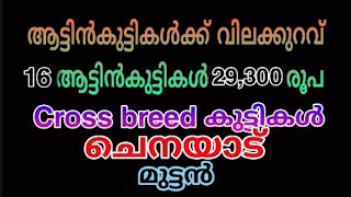 ആടുകളെ വളർത്തുന്നവർ ഈ വീഡിയോ കാണാതിരിക്കരുത് .. വിലക്കുറവിൽ 30 ഓളം ആട്ടിൻകുട്ടികൾ .... വേഗമാകട്ടെ ..