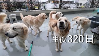 アイン村  チロの子生後320日目  子どもたち5子集合 アナン、アウルお散歩 2019.3.11（GoldenRetriever）