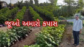 જૂઓ અમારો કપાસ 🤩