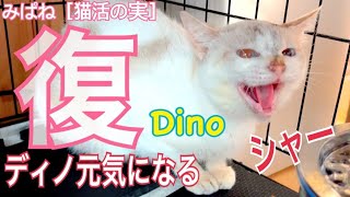 みぱねサブチャン［猫活の実］（復）ディノ元気にオヤツタイム！・みぱねの私物プレゼント？（ 応募は本日24時で締切 ）猫の嫌いな掃除機の話し！。