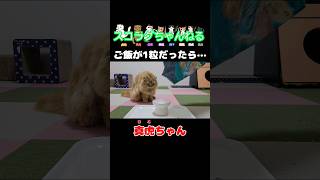 ご飯が1粒だったら…　真虎ver.【🐈#shorts 🐾】