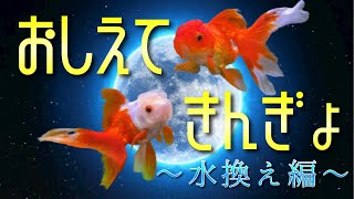 【金魚】おしえて、きんぎょ 〜水換え編〜【オランダ獅子頭】