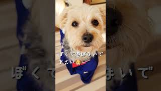 W杯⚽観てたら懐かしくなって日本代表レプリカユニフォームを愛犬に着せてみた【ヨークシャーテリアとトイプーのミックス犬】 #shorts