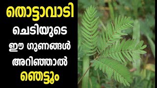 തൊട്ടാവാടിയുടെ  ഈ ഗുണങ്ങൾ അറിഞ്ഞാൽ ഞെട്ടും |Malayalam Health Tips