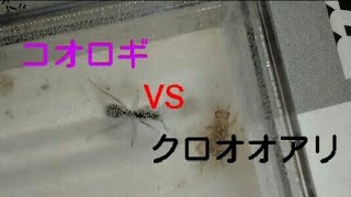 ありんこ記録#7 クロオオアリVSコオロギ！　蟋蟀がコロニーで大暴れ！