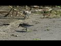 【4k】北海道　野鳥　シギチ　トウネン