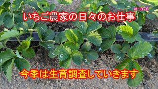 今季は生育調査していきます　いちご農家の日々のお仕事　＃１３７８