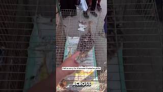 Rescuing a baby ostrich being sold at the market #rescueanimals #animals #animalrescue #ostrich