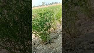 jira mate be lain #shortsfeed #shorts #viral #farming #jiru #minivlog