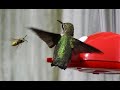 Hummingbird Vs wasp slomo😱#shorts #Bee