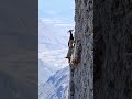 goats life 🤴⛰️⛰️ shortsvideo leopard eagleadventure cliffsiderescue goatclimbing