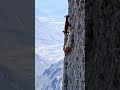 goats life 🤴⛰️⛰️ shortsvideo leopard eagleadventure cliffsiderescue goatclimbing