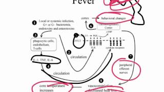 TNF and IL1 systemic effects