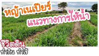 แนวทางการให้น้ำปุ๋ยหญ้าเนเปียร์ | แดงโปด ชีวิตดิน