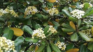 Flowers and honey bees (mock orange)