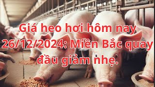 Giá heo hơi hôm nay 26/12/2024: Miền Bắc quay đầu giảm nhẹ.