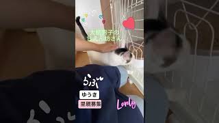 福島多頭飼育崩壊現場より保護されてきた、ゆうきくん #shorts