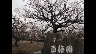 続-安八百梅園(2018年3月16日撮影)