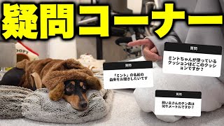 回答中の犬が可愛くてちっとも内容の入ってこない質問コーナー【】