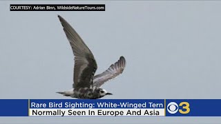 Rare Bird Pops Up At Heinz National Wildlife Refuge