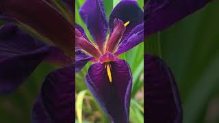 The Black Gamecock Iris is absolutely gorgeous. That is all. #garden #iris #nationalgeographic