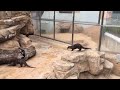 カワウソ 散歩 神戸市立王子動物園