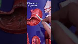 Anatomy and Physiology Digestive System Hubbard Plaque Review