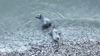 Bull seal mating with mother of 17 day old pup