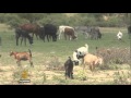 Zimbabwe livestock affected by severe drought