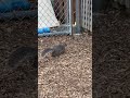 standing squirrel