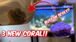 Even more coral for the reef! | Reef Tank Ramble ep.5