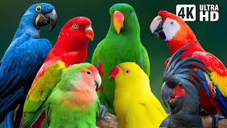 MOST BEAUTIFUL PARROTS ON EARTH | COLORFUL BIRDS | RELAXING SOUNDS | STUNNING NATURE | STRESS RELIEF