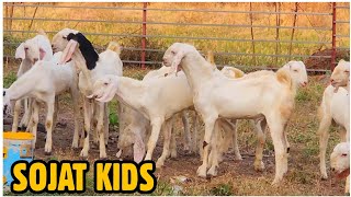 Sojat Kids at MD Goat Farm