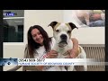 miley is up for adoption at humane society of broward county