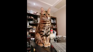 bengal 小德｜陈一发儿 小德 豹猫 20210612