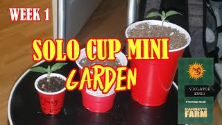 SOLO CUP MINI GARDEN - Guide to Growing Cannabis in a Shotglass And Red Solo Cup