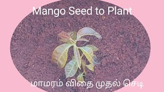 Mango Plant from seed in our Terrace Garden /            மா விதை முதல் செடி வரை.