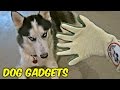7 Dog Gadgets Put to the Test 7 Dog Gadgets Put to the Test
