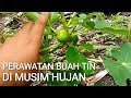 PERAWAT BUAH TIN DI MUSIM HUJAN