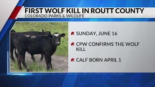 First wolf depredation in Routt County marks 10th in Colorado this year