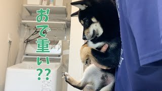 【ありえない】生後6ヶ月の豆柴の体重がまさかの。。。