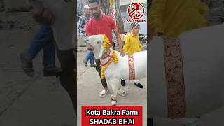 Kota Bakra Farm.  #shorts #tiktok #funnyvideo #viral  #trending #sheep #bakre #goats