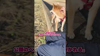 No-145 柴犬きなこの散歩でのあるある５選 #柴犬 #柴犬との暮らし #豆柴