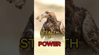 Top 3 Majestic Birds Of Prey