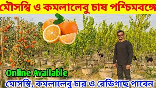 পশ্চিমবঙ্গের মাটিতে মৌসুমী ও কমলালেবু চাষ || ছোট চারা গাছ ও ড্রামে রেডি ফল সহ গাছে পাবেন।